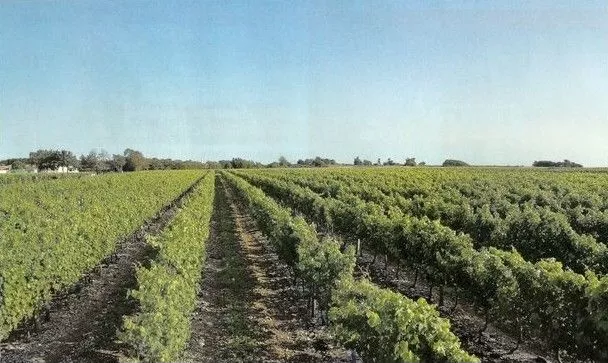 Les vignes