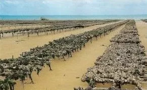 Les parcs ostréicoles